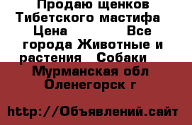 Продаю щенков Тибетского мастифа › Цена ­ 45 000 - Все города Животные и растения » Собаки   . Мурманская обл.,Оленегорск г.